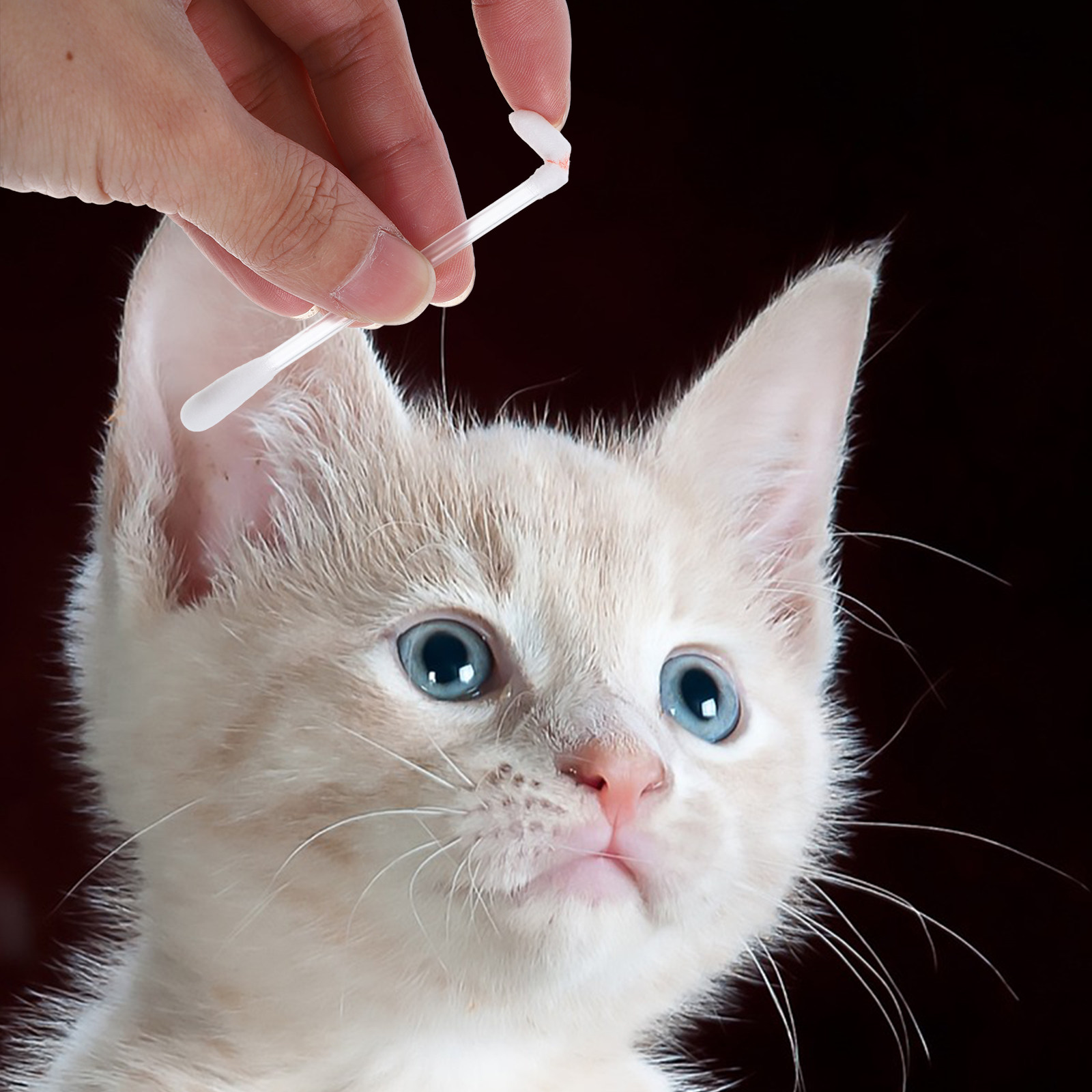 Waciki bawełniane do czyszczen – Pet Ear Cleaner recenzja i cena